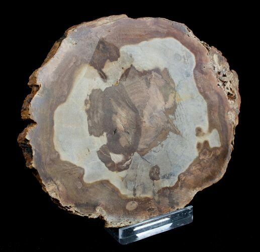 / Inch Unpolished Petrified Wood Slab - Oregon #3186